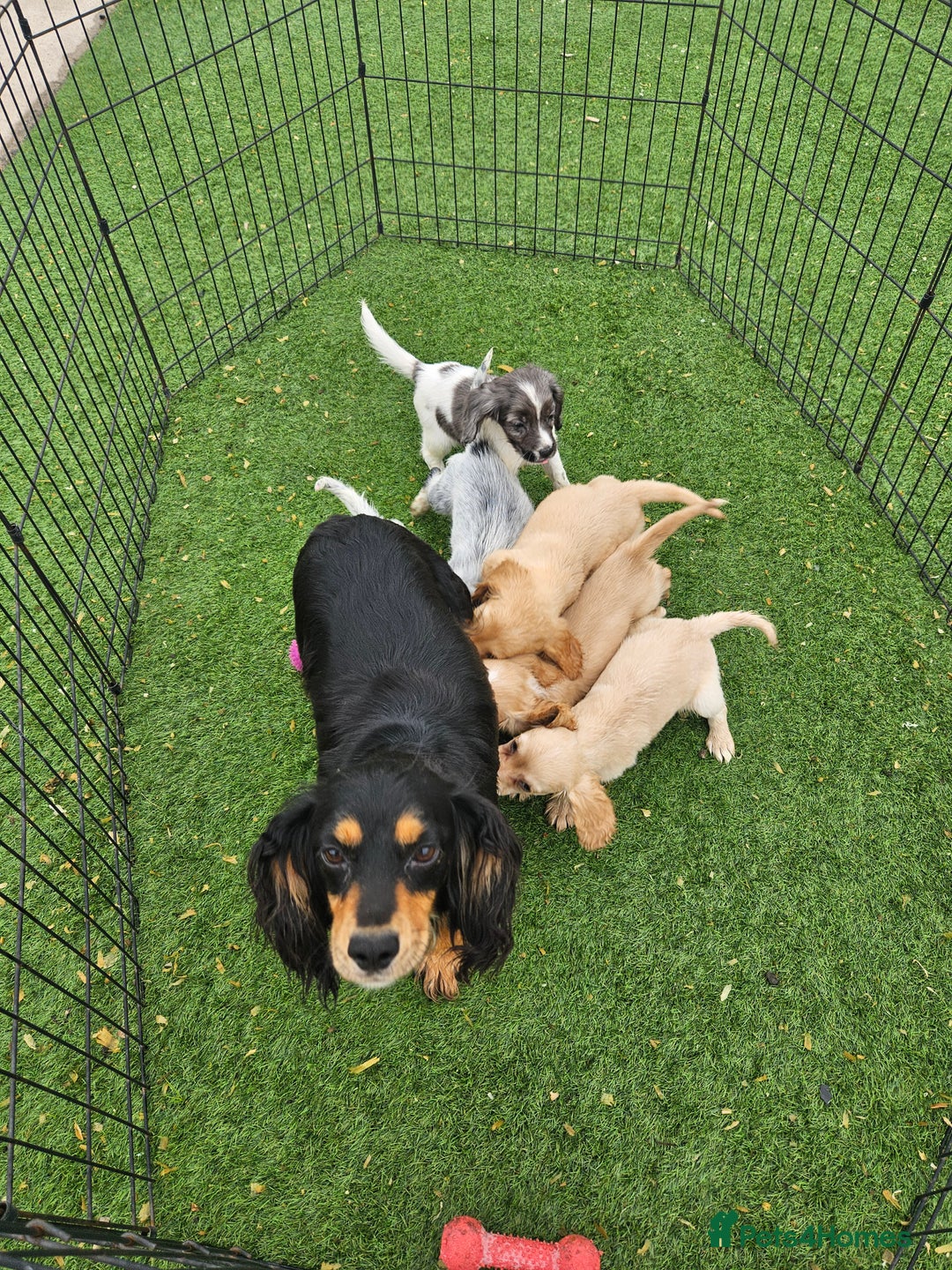 Cocker Spaniel dogs for sale: Well bred, rare coloured, working cocker spaniels - Image 16