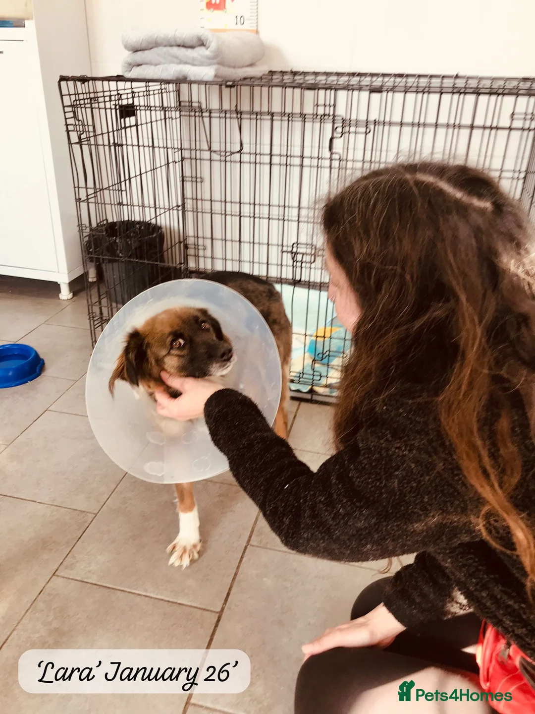 Mixed Breed dogs for adoption: Lara, 6 yrs old approx. Available for adoption. - Advert 11