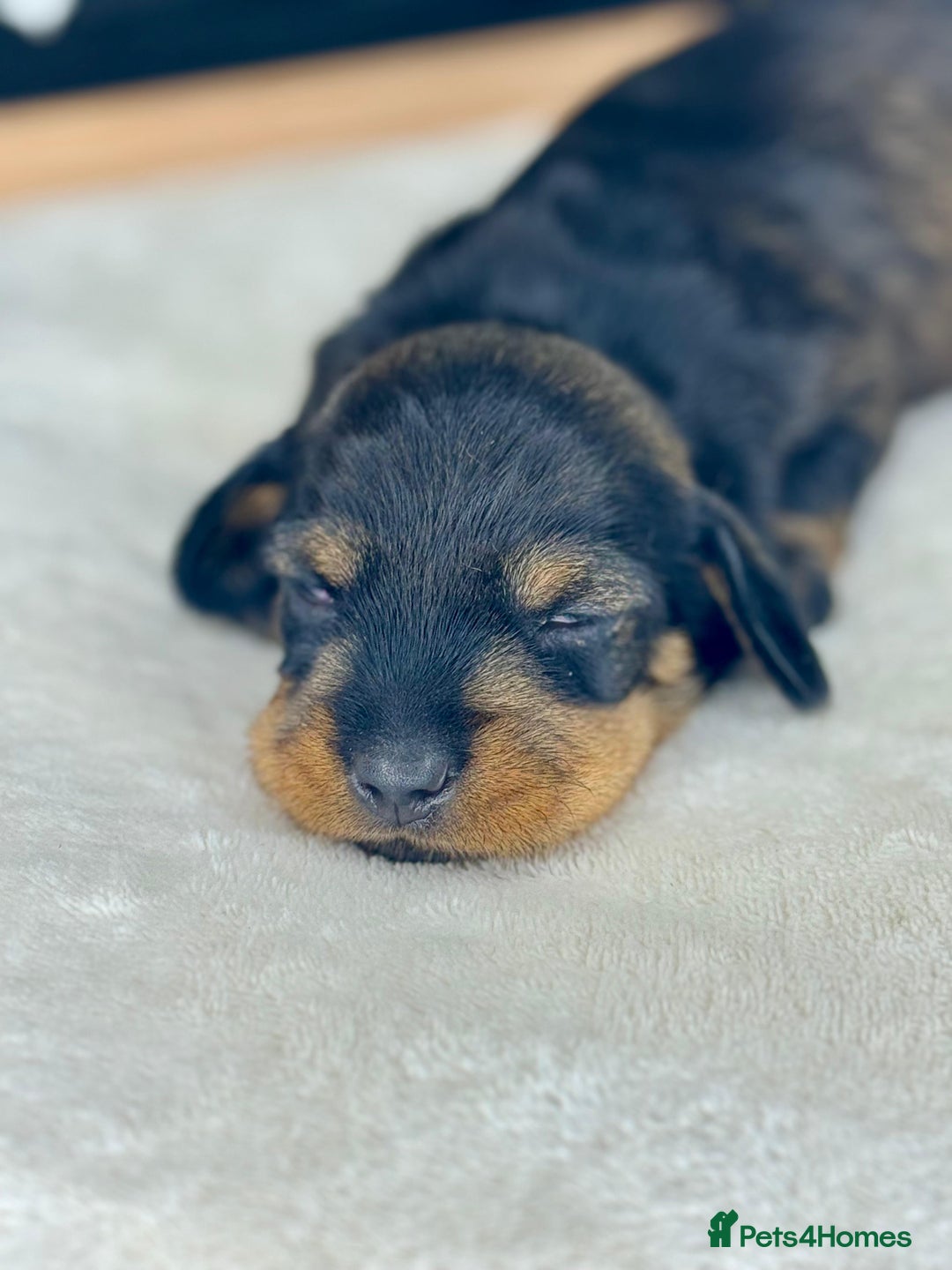 Miniature Dachshund dogs for sale: KC reg mini wires PRA LAFORA clear  - Advert 11