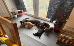 Cocker Spaniel dogs for sale: KC Reg Cocker Spaniel Puppies - Image 10
