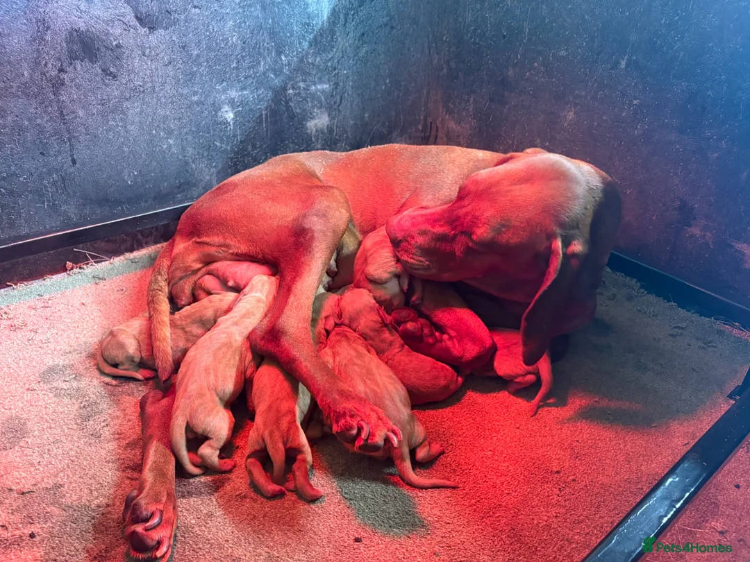 Hungarian Vizsla dogs for sale: 9 KC registered Hungarian Vizla puppies in Leicester - Advert 1