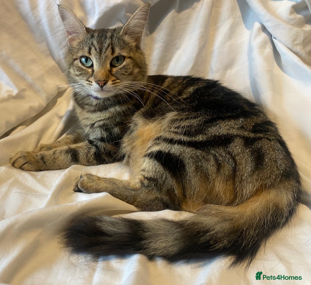 Mixed Breed cats for sale: Gorgeous female black smoke kitten 10 weeks old - Image 13