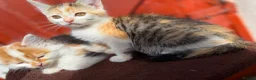 Mixed Breed cats for sale: Mixed ragdolls - Advert 10