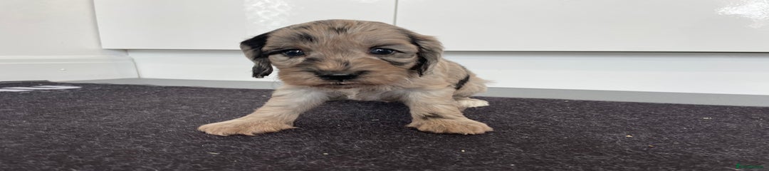 Cockapoo Puppy 1