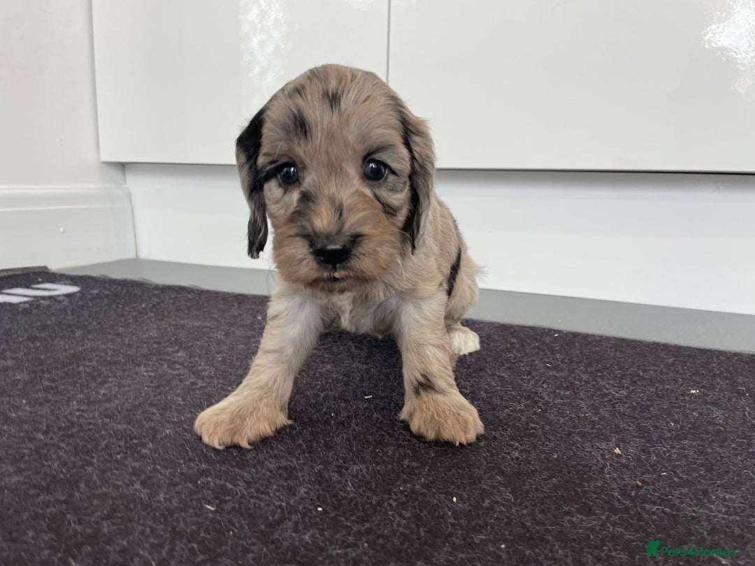 Cockapoo dogs for sale: F1 Cockapoos for sale  - Image 3