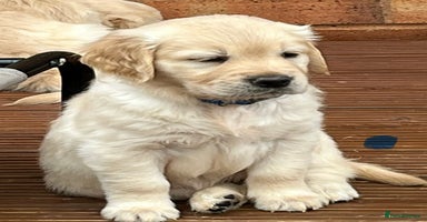 Golden Retriever dogs - Advert 1