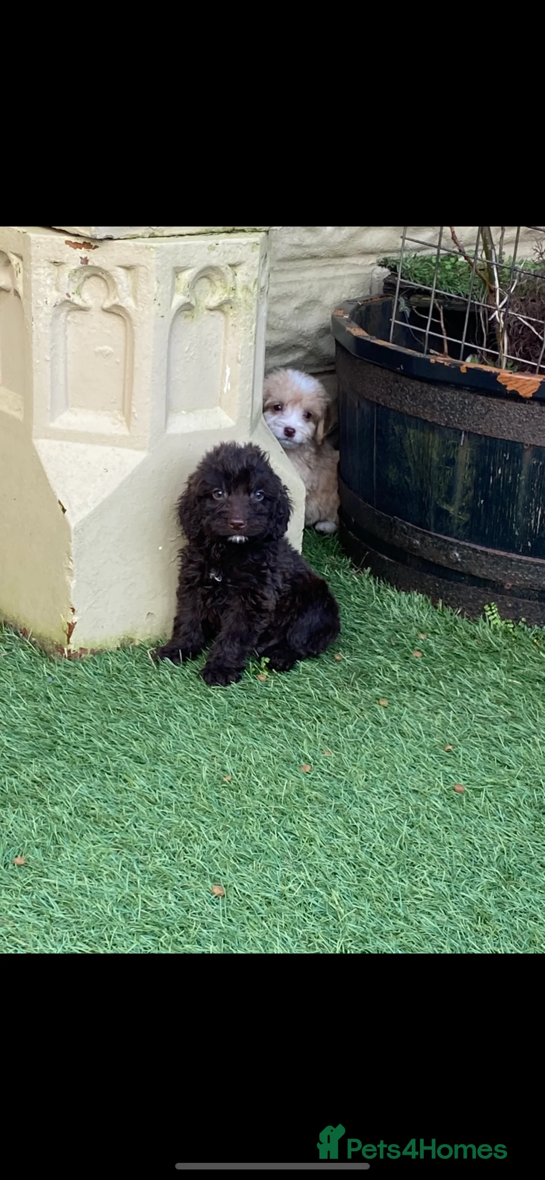 Cockapoo dogs for sale: Cockapoo puppies  in Llanelli - Advert 7