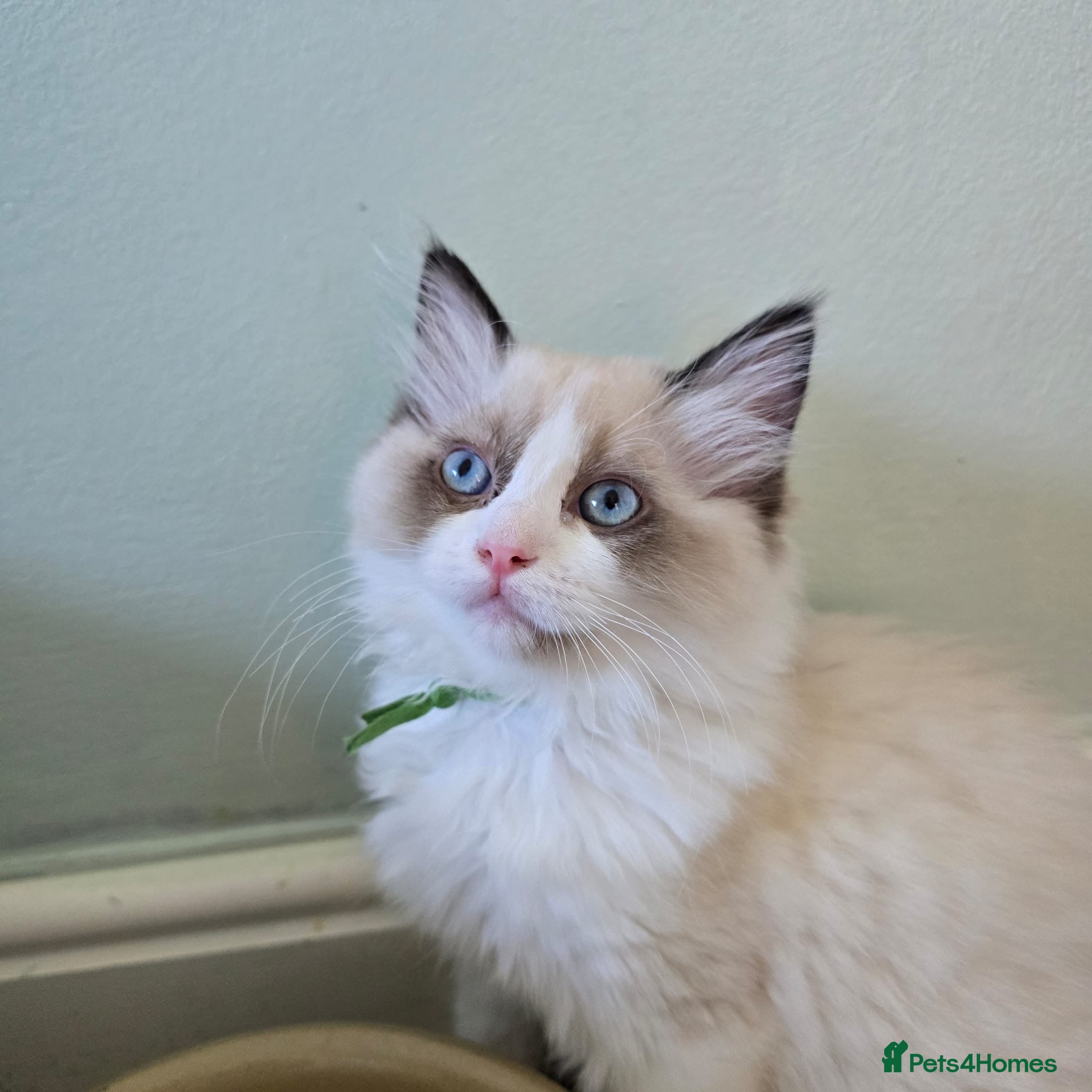 Ragdoll cats CollieKiss Ragdolls – Beautiful TICA Registered - Advert 2