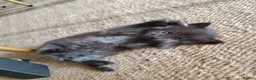 Mixed Breed cats for sale: Half Pedigree kittens - Advert 22