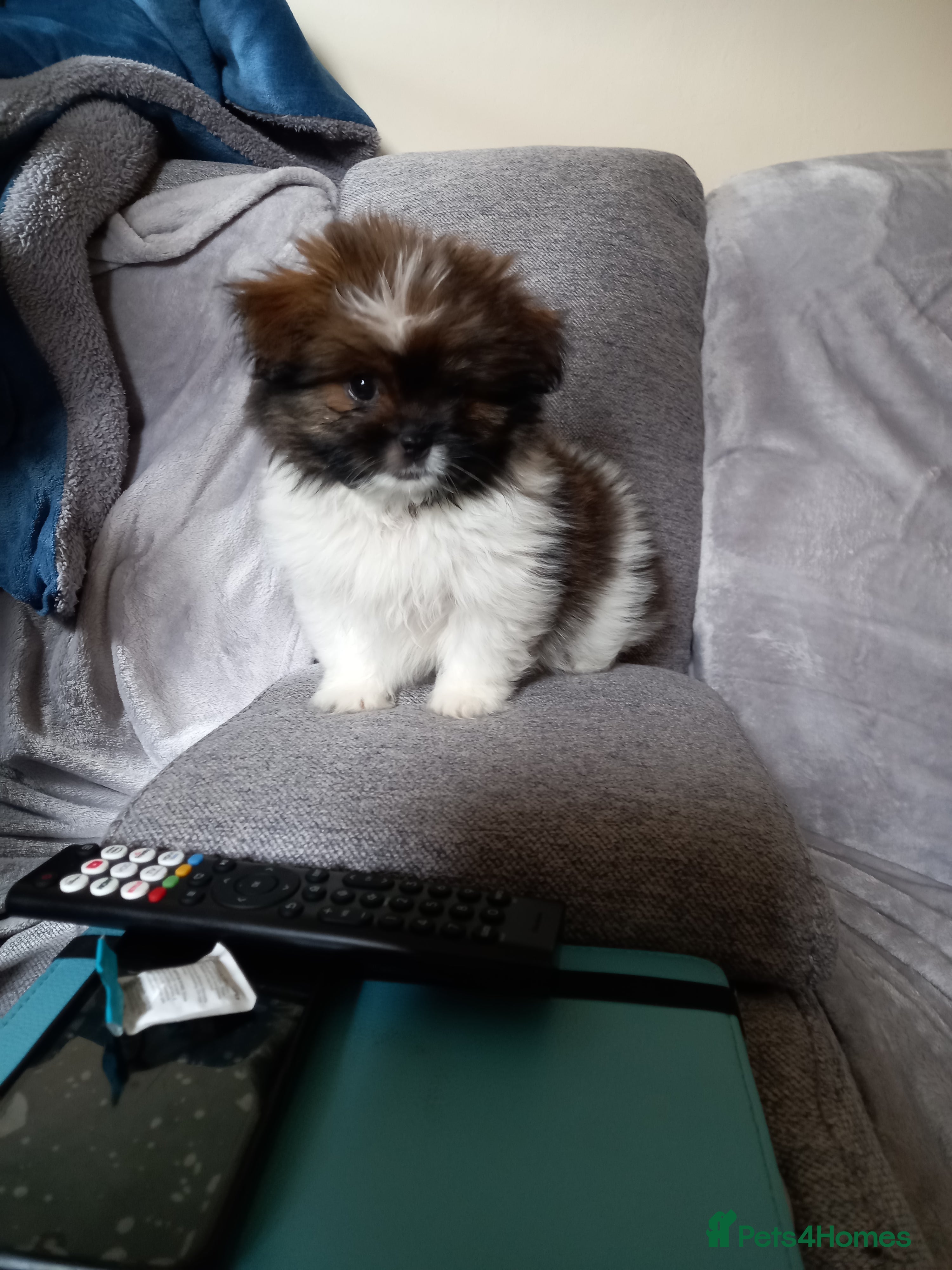 Mixed Breed dogs Shih tzu x  **  Pomeranian  - Advert 2