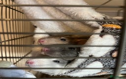 Rat rodents for sale: 3 female rats for rehoming - Image 2