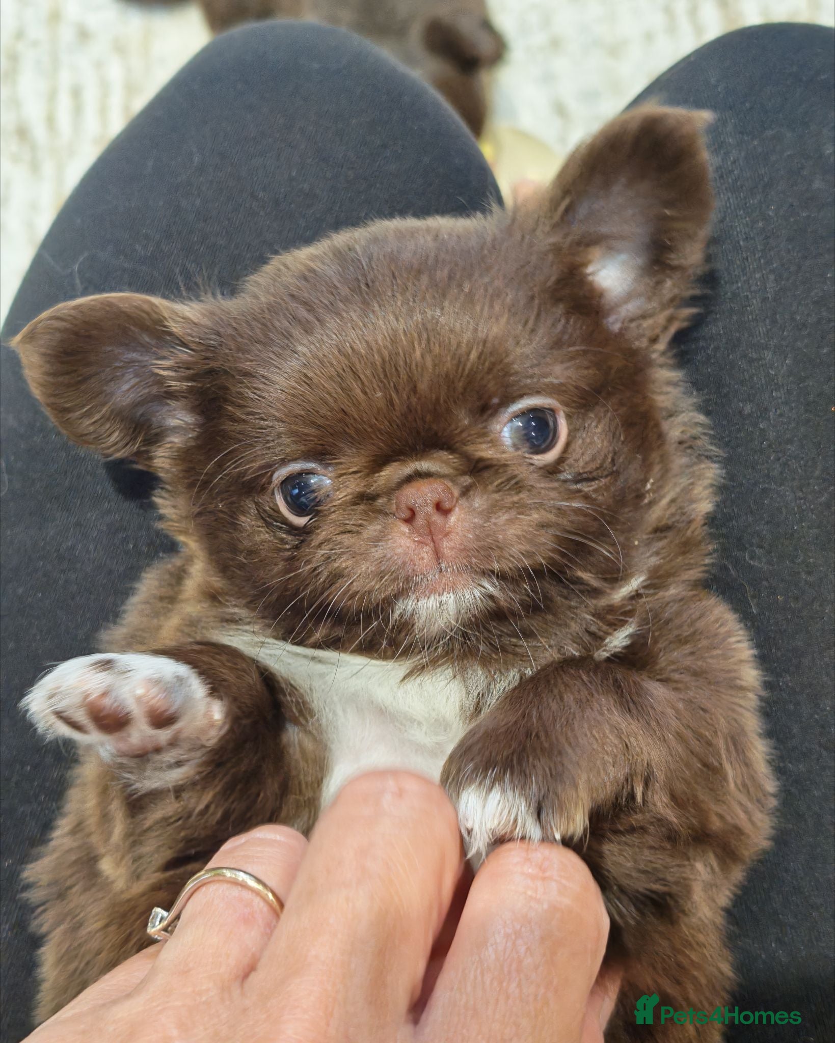 Chihuahua dogs KC REG THAI X RUSSIAN LINES NOW ARRIVED  - Advert 3