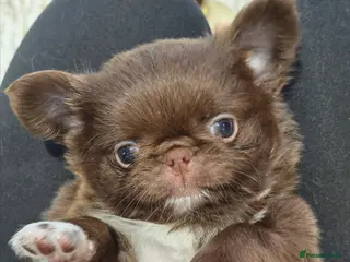 Chihuahua dogs KC REG THAI X RUSSIAN LINES NOW ARRIVED - Advert 3
