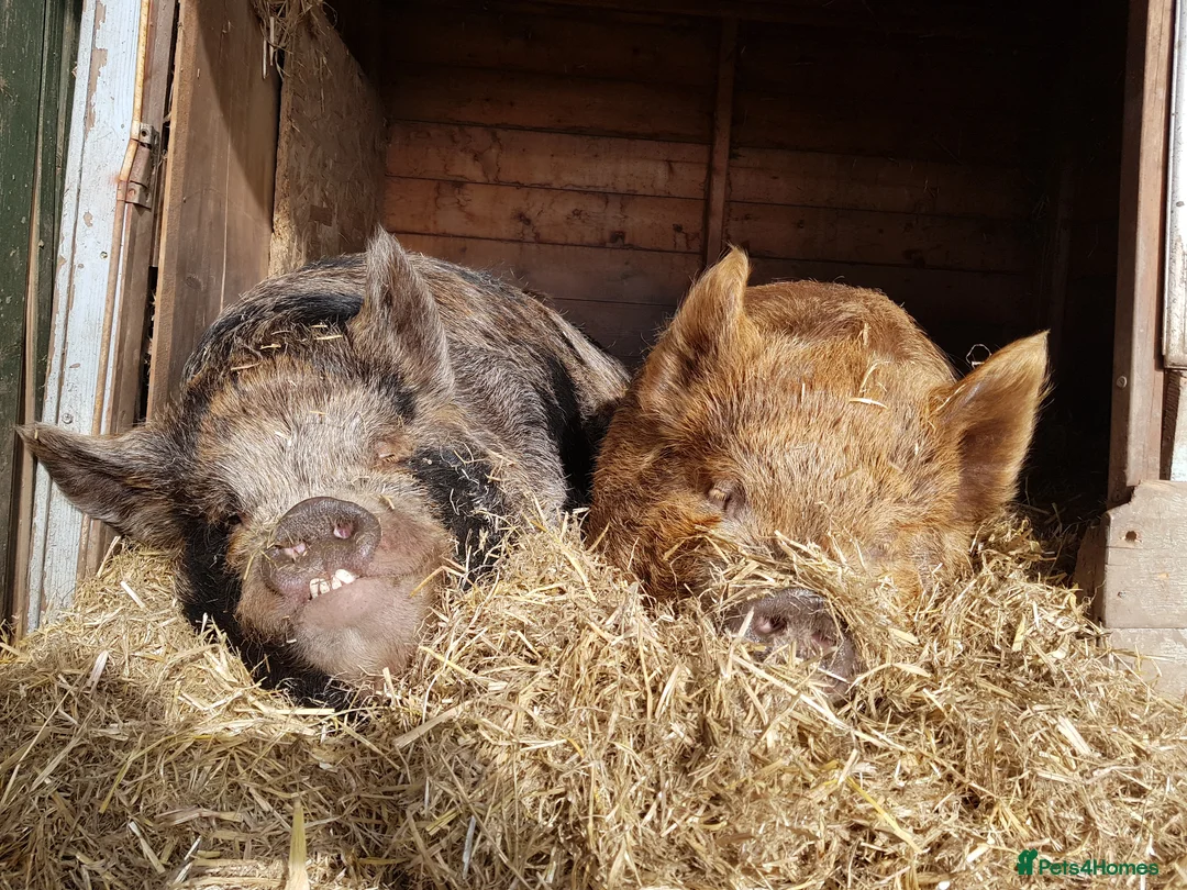 Pig livestock for sale: 2 KuneKune pigs  in Gosport - Advert 1