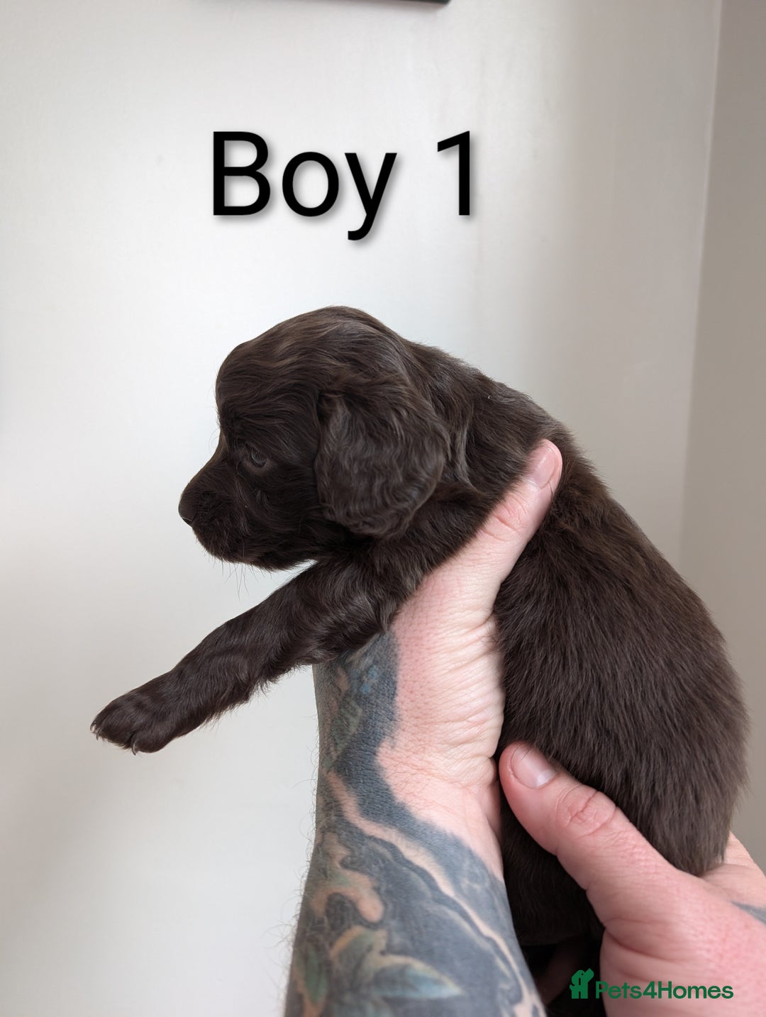 Cockapoo dogs for sale: Toy cocker poo f2 pups - Image 3