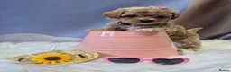 Maltipoo dogs for sale: Stunning Toy Asian & Korean F1 Maltipoo Apricot - Advert 28