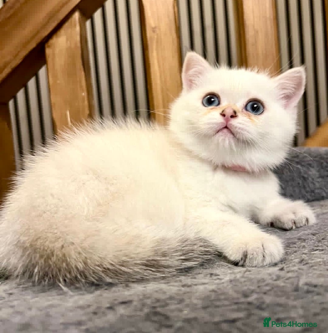 British Shorthair cats for sale: Fully pedigree kittens - Advert 12
