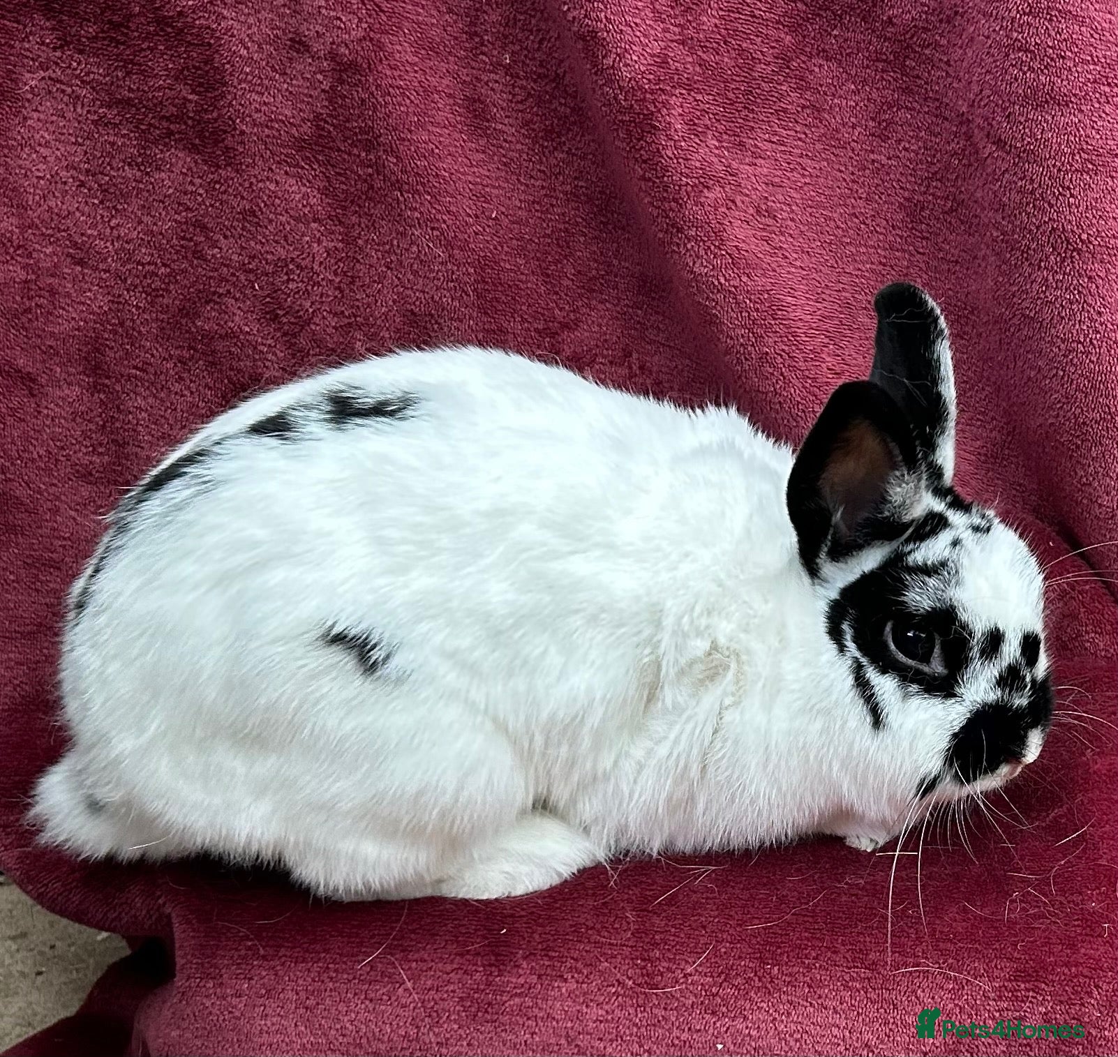 Netherland Dwarf rabbits 🌟Beautiful bunnies for sale 🌟 - Advert 2