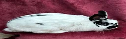 Netherland Dwarf rabbits for sale: 🌟Beautiful bunnies for sale 🌟 - Advert 1