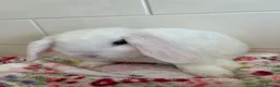 Mini Lop rabbits for sale: Stunning litter of mini lops READY NOW - Advert 9