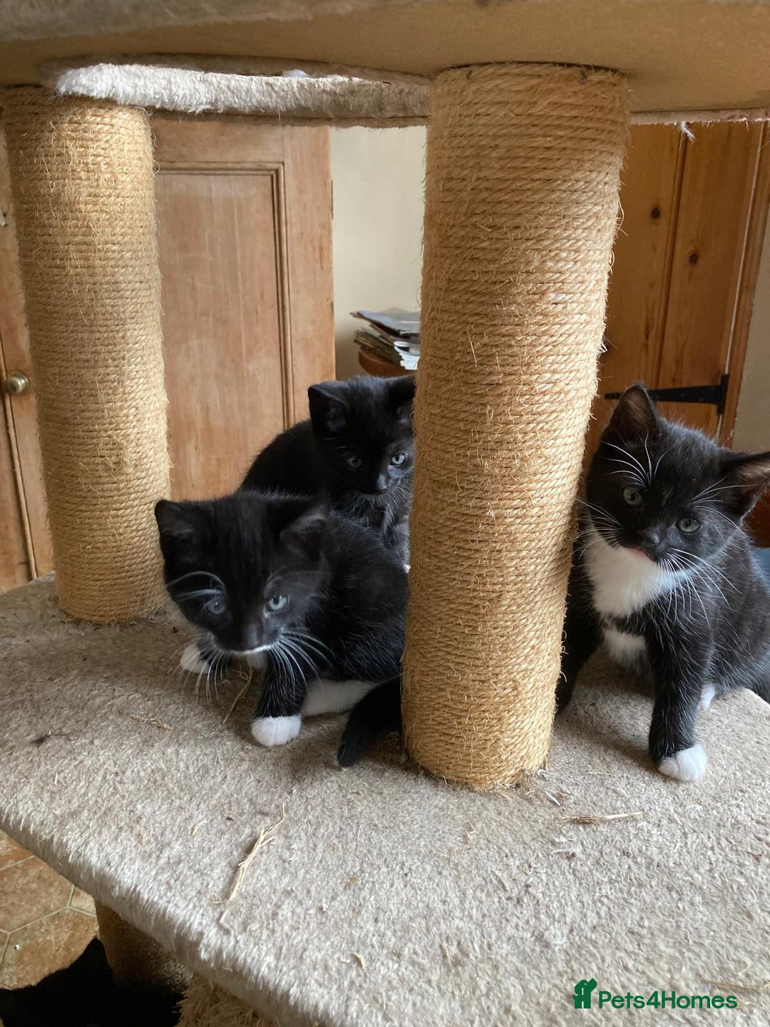 Mixed Breed cats for sale: Kittens  - Image 2