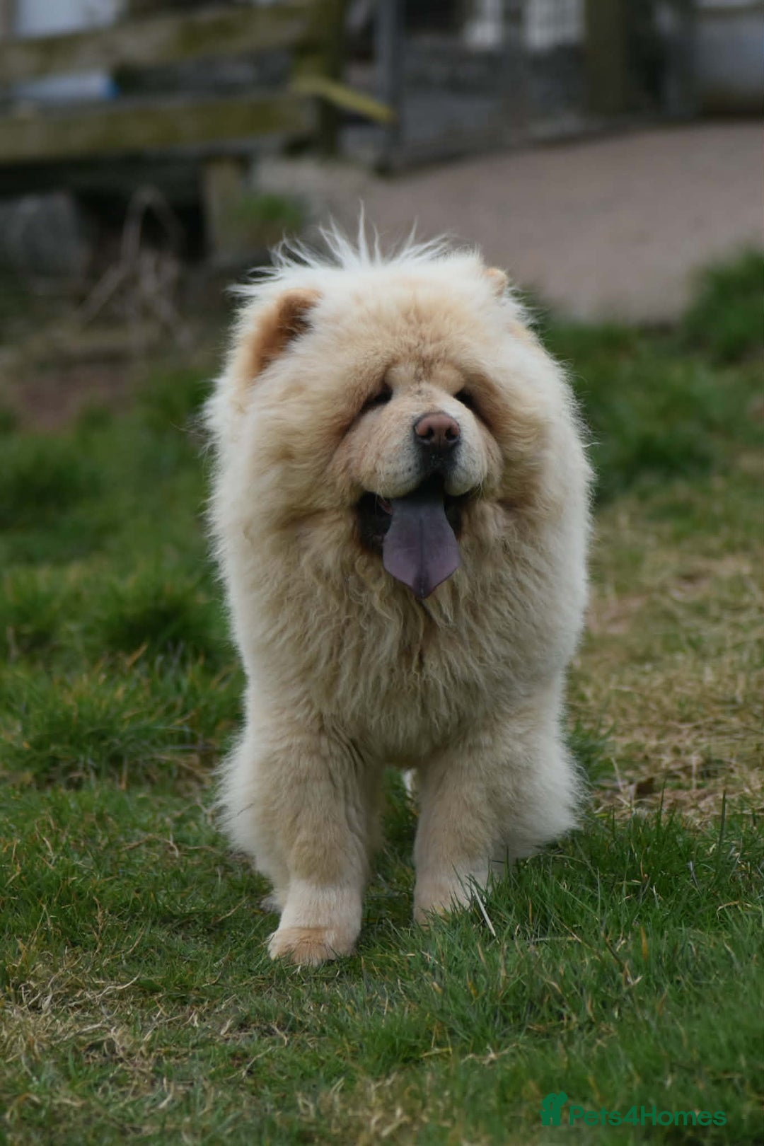 Chow Chow dogs for stud: Stunning Pale Cream boy offered at Stud - Advert 6
