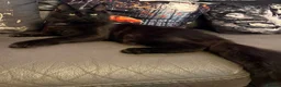 Maine Coon cats for sale: Reduced XL TICA Maine Coon Kitten active possible  - Advert 16