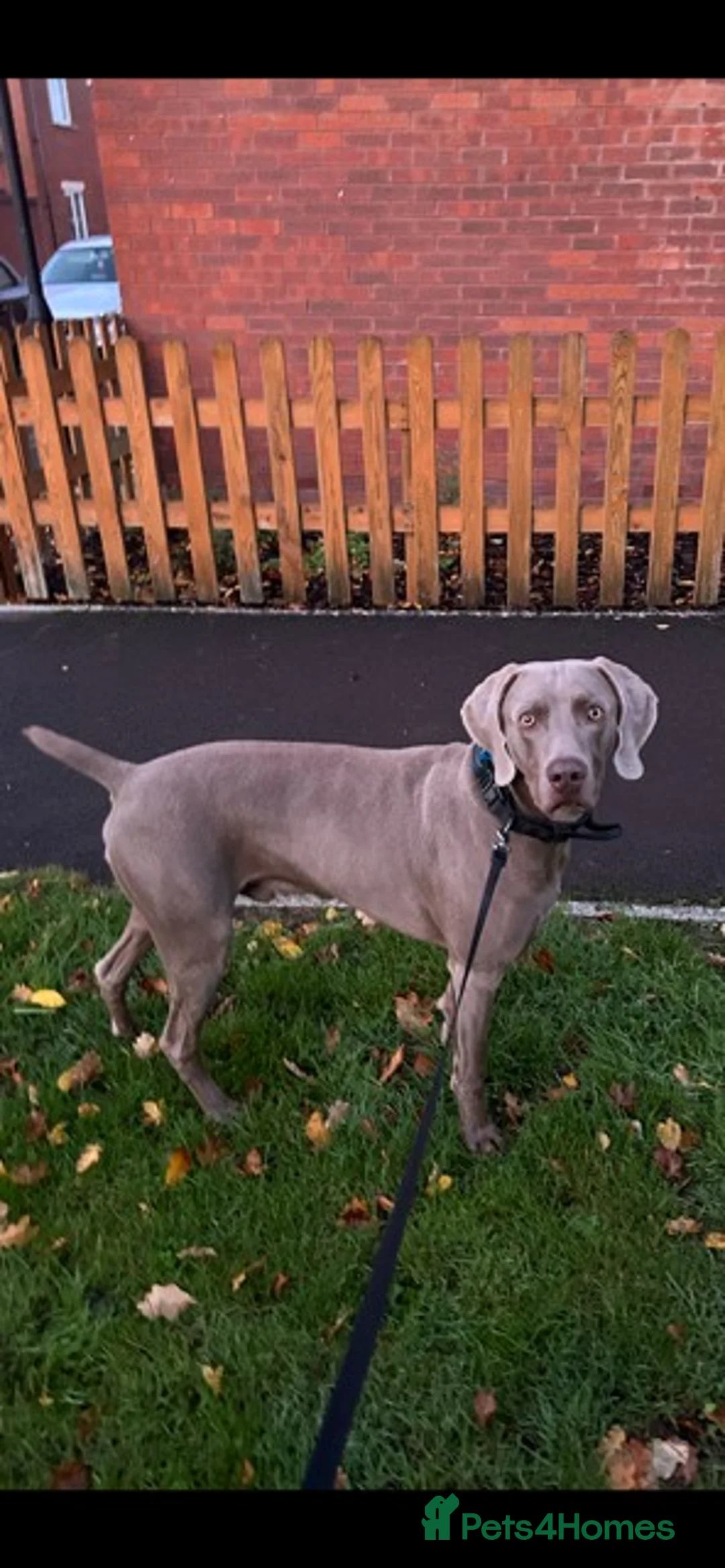 Weimaraner dogs for stud: Stunning, Healthy Stud - Advert 14