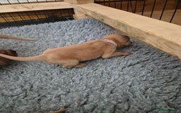 Labrador Retriever dogs for sale: Kc Registered Red labrador puppies  - Image 27