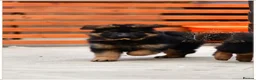 German Shepherd dogs for sale: LONGHAIRED GERMAN SHEPHERD FEMALE - Advert 2