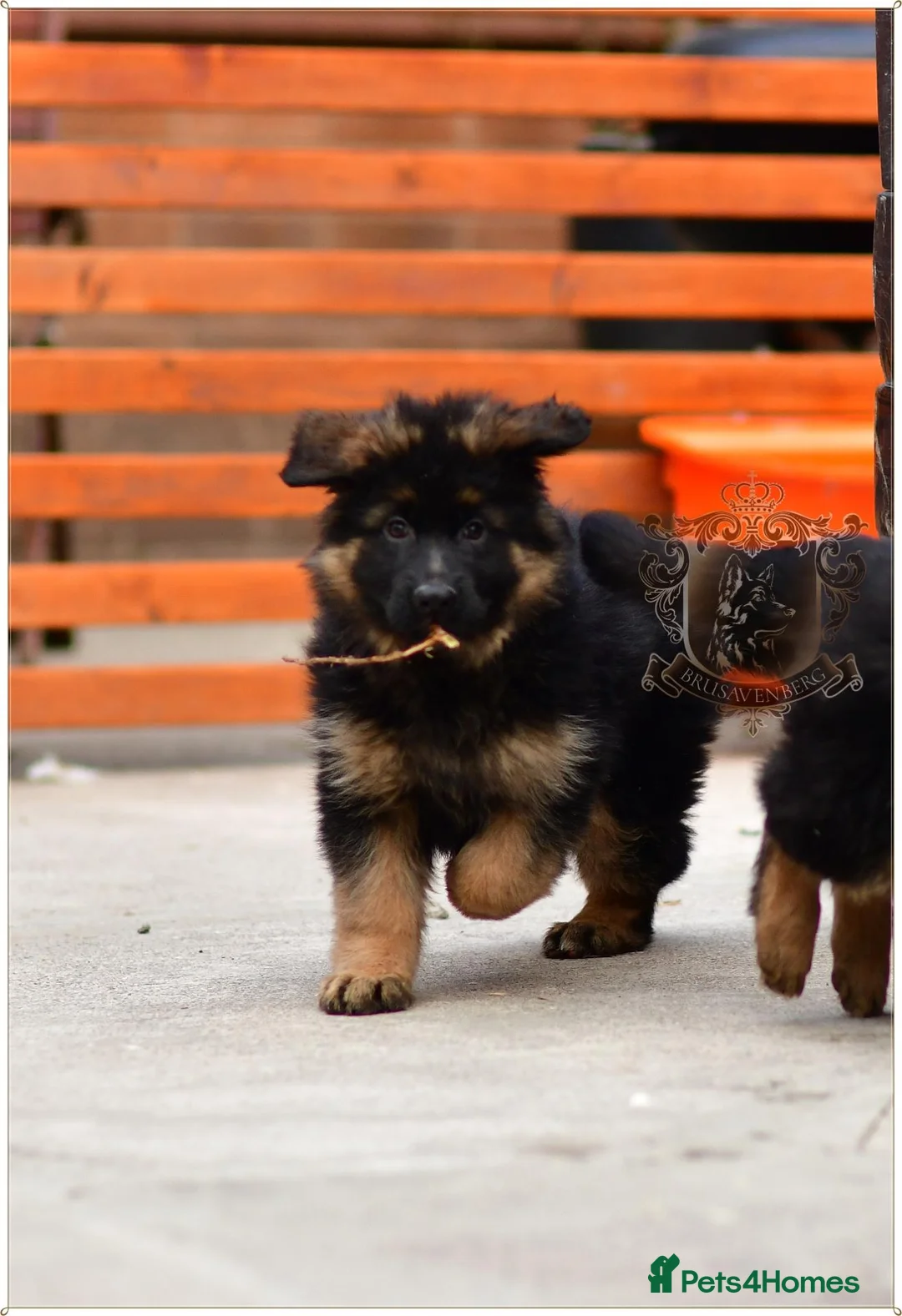 German Shepherd dogs for sale: LONGHAIRED GERMAN SHEPHERD FEMALE - Advert 2