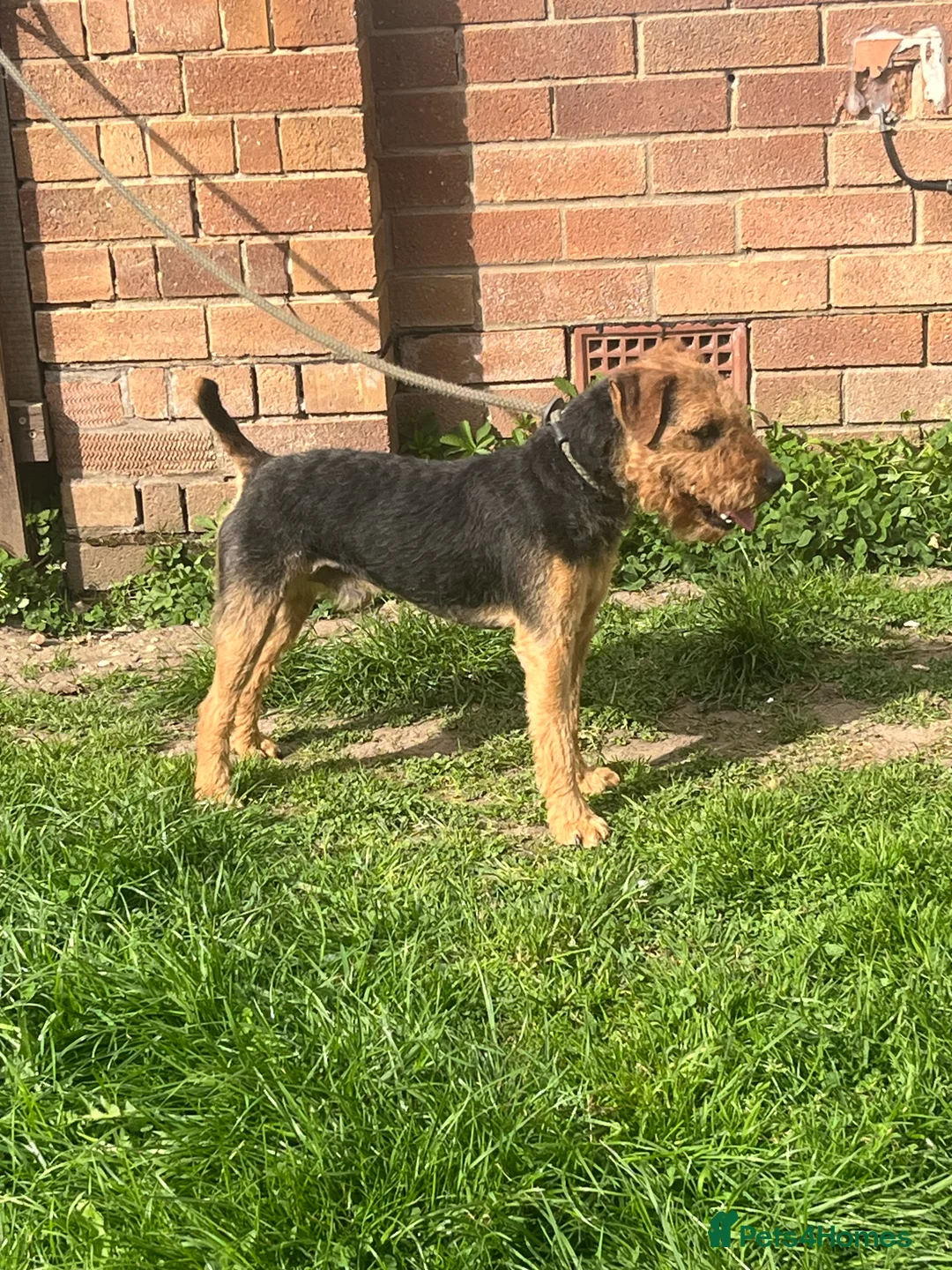 Patterdale Terrier dogs for sale: Lakeland male  - Advert 2