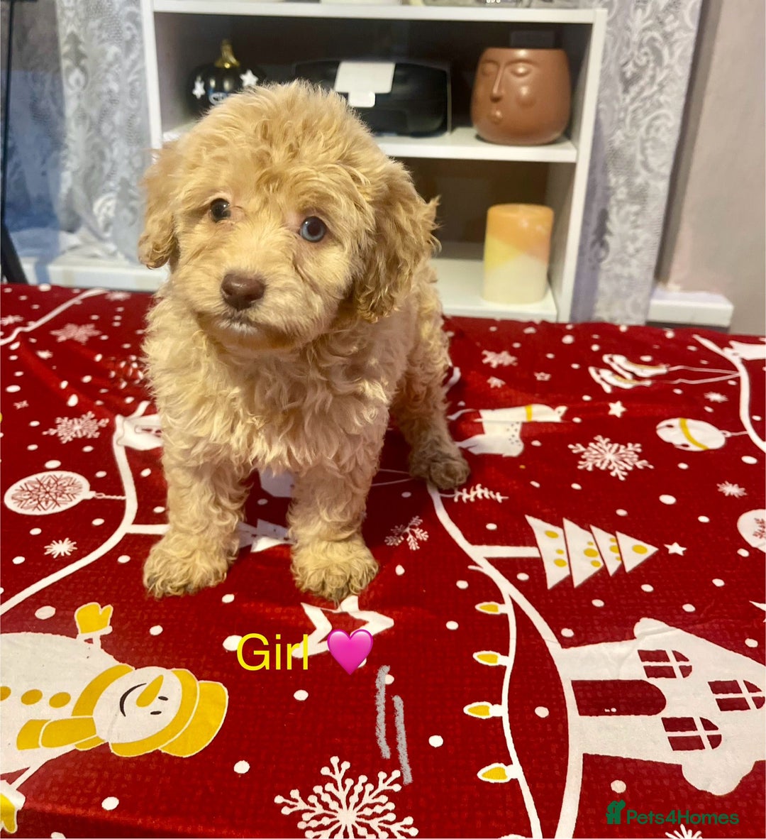 Cavapoo dogs for sale: Beautiful Cavapoo puppies  - Advert 3
