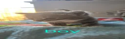 Mixed Breed cats for sale: Beautiful kittens - Advert 2