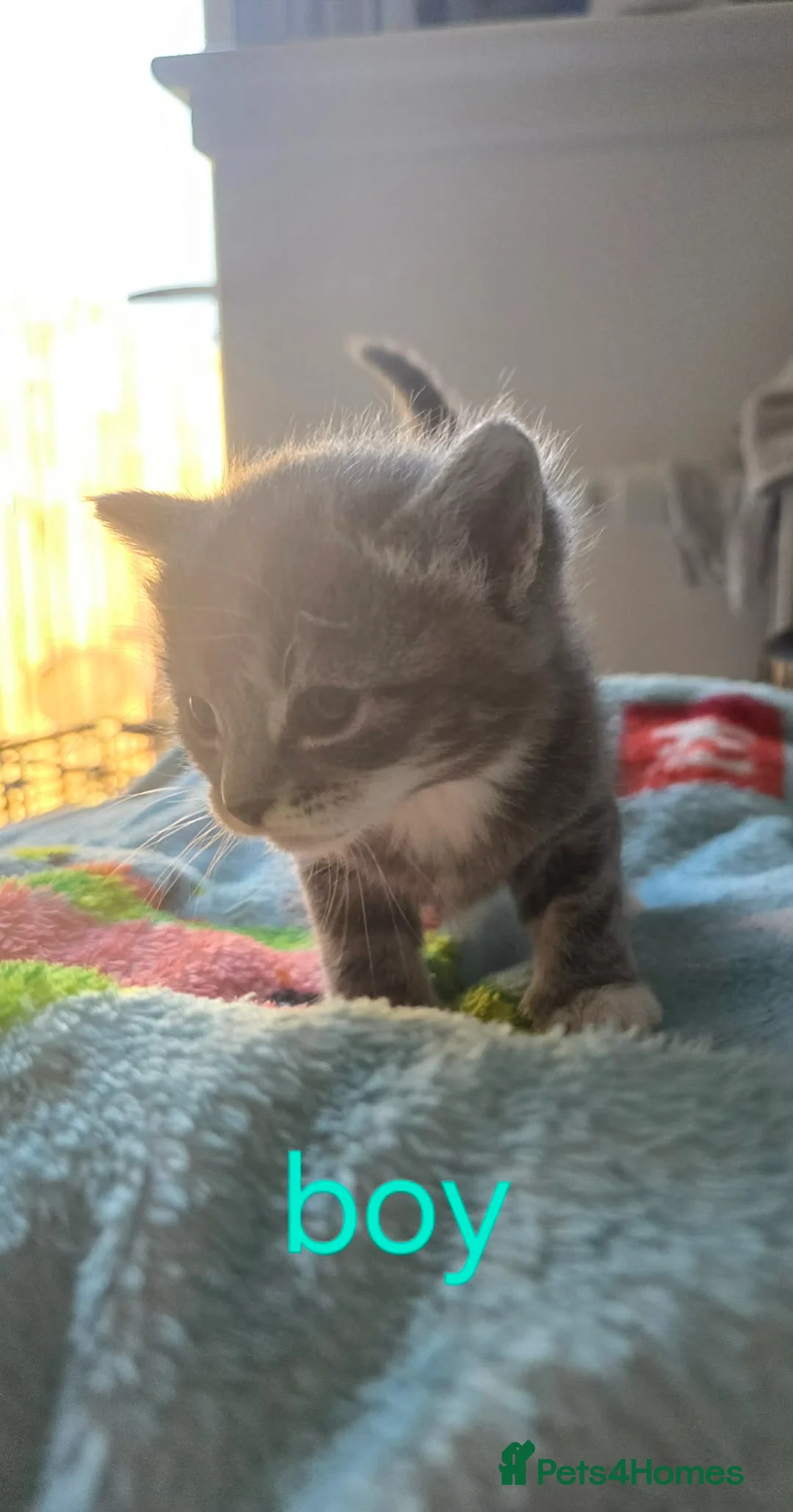 Mixed Breed cats for sale: Beautiful kittens - Advert 2