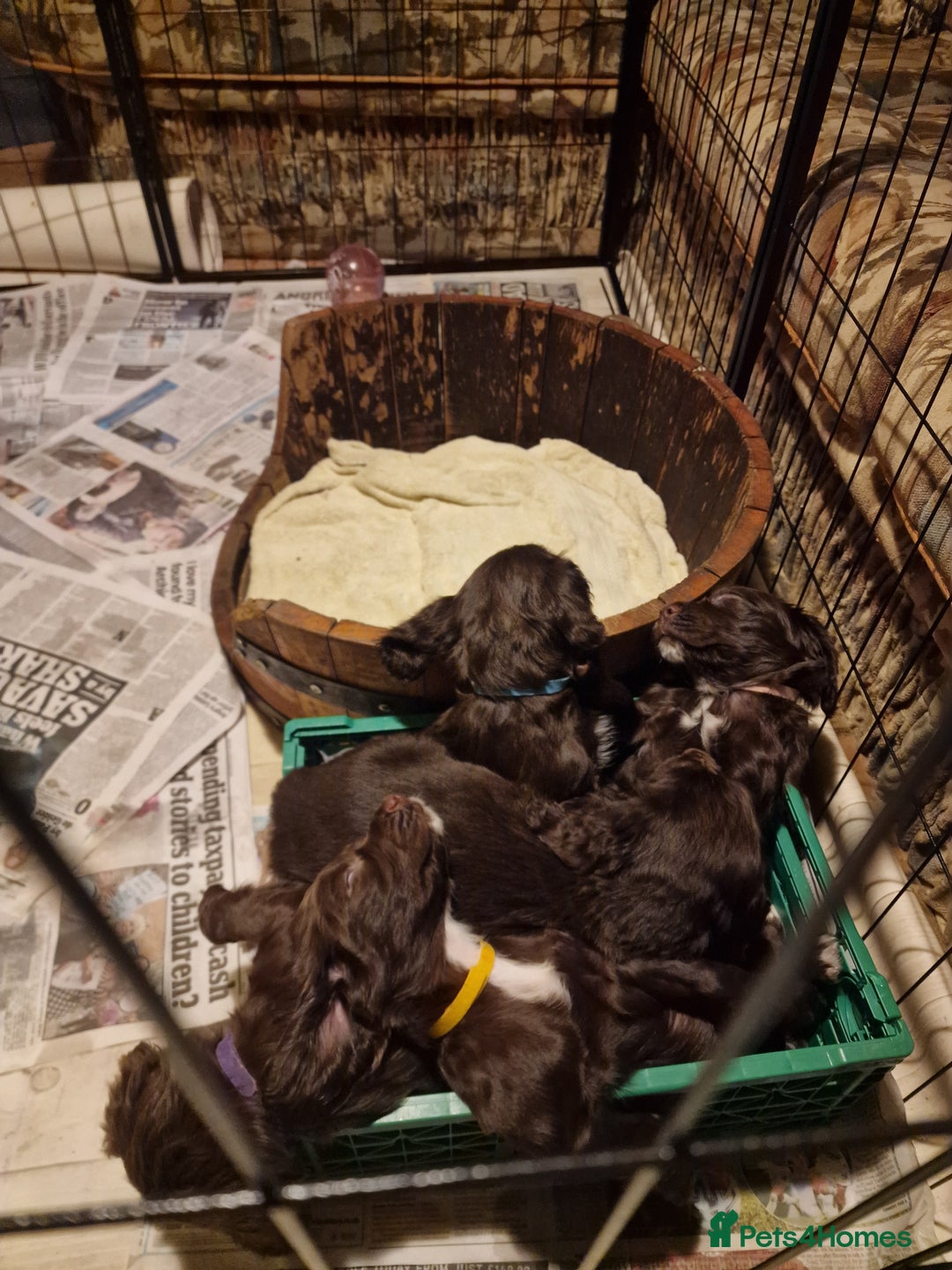 Cocker Spaniel dogs for sale: Working cocker spaniel puppies - Image 5