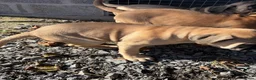 Bullmastiff dogs for sale: Beautiful Bullmastiff Puppies – 2 girls . - Advert 3