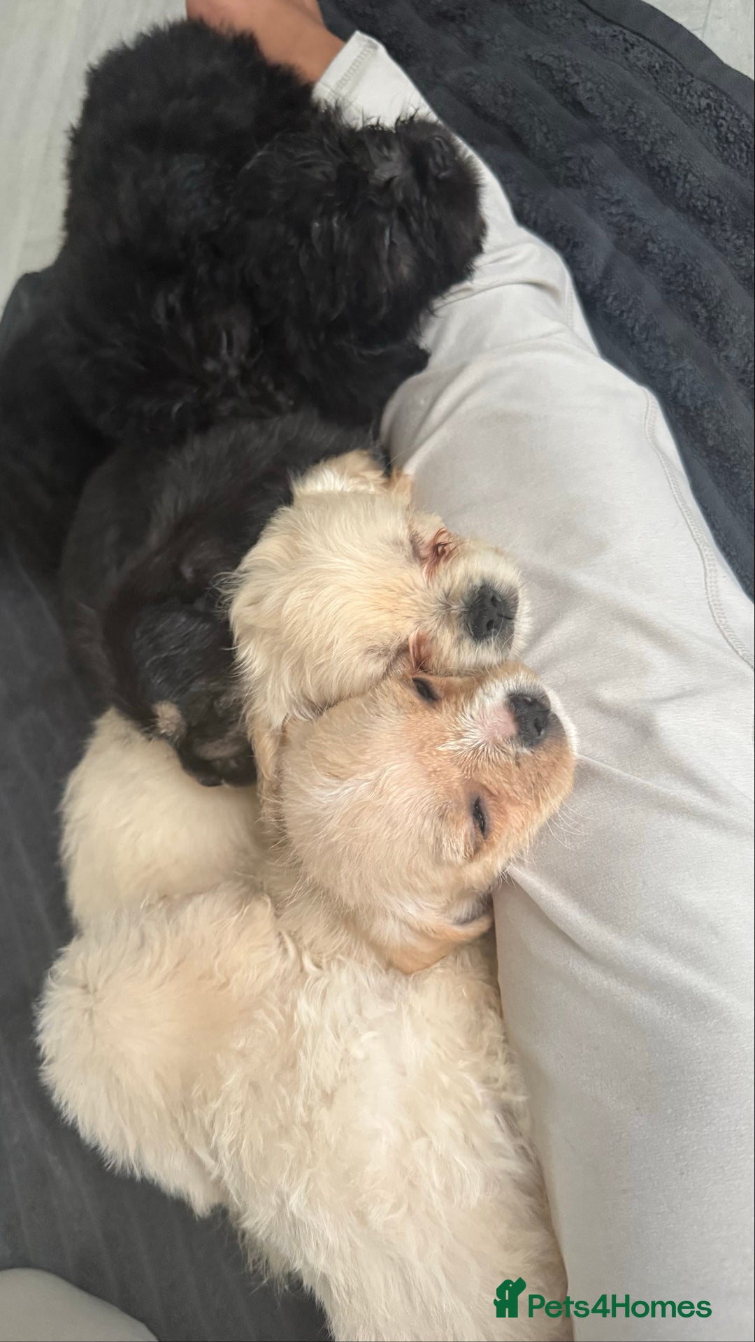 Mixed Breed dogs for sale: 6 fluffy frenchie cross puppies - Image 32