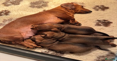 Miniature Dachshund dogs - Advert 10