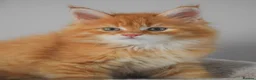 Maine Coon cats for sale: RED tabby Maine coon MALE - Advert 3