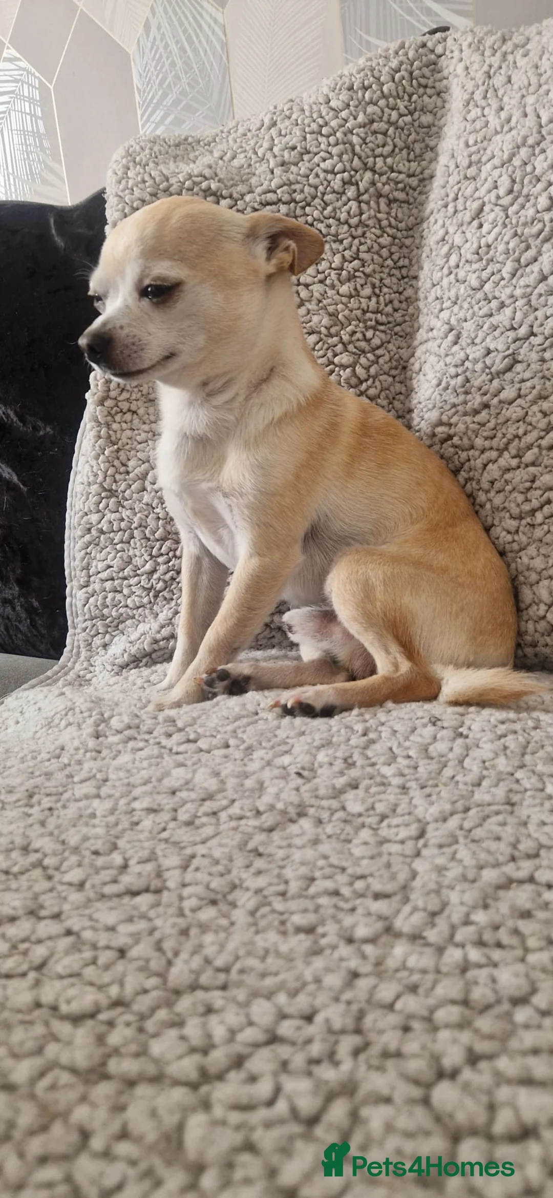 Chihuahua dogs for sale: 2 year old chihuahua  in Stockport - Advert 8