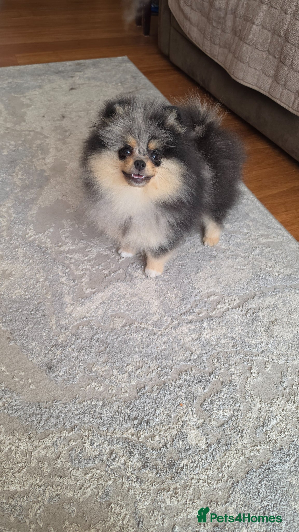Pomeranian dogs Stunning Rare Merle Pomeranian - Advert 6