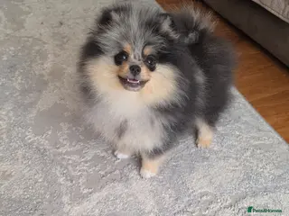 Pomeranian dogs Stunning Rare Merle Pomeranian - Advert 6