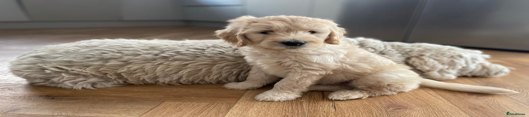 Goldendoodle Puppy 3