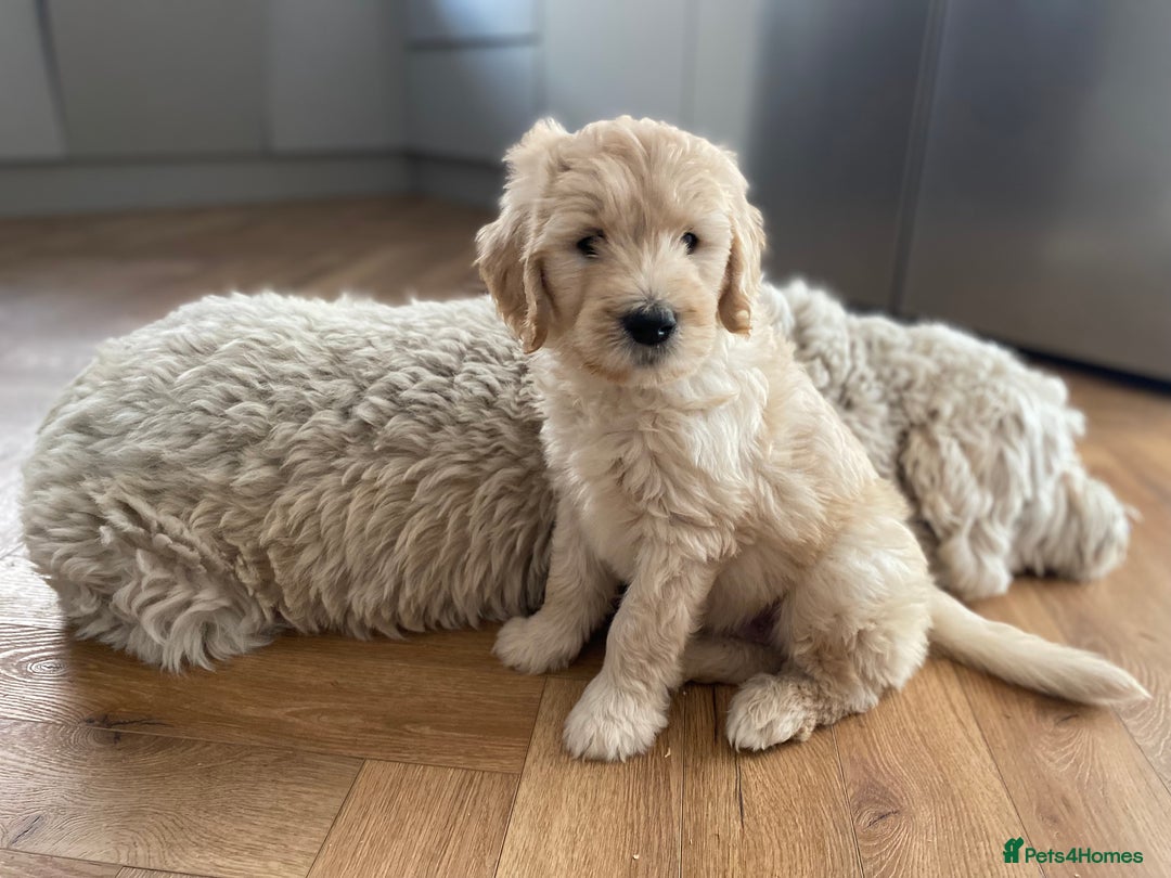 Goldendoodle dogs for sale: Only 2 left of Mela's Marvels F1Bs - Image 29