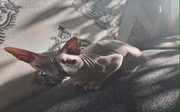 Sphynx cats for sale: Shynx Elf & Peterball kittens - Image 13