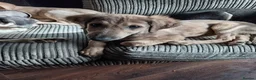 Saluki dogs for sale: Saluki  ** d saluki whippet  - Advert 8