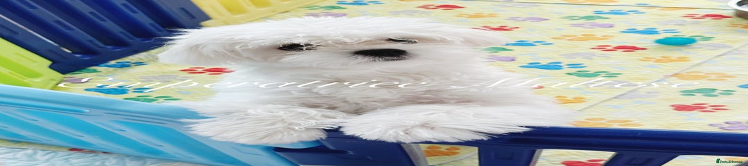 Maltese Puppy 1