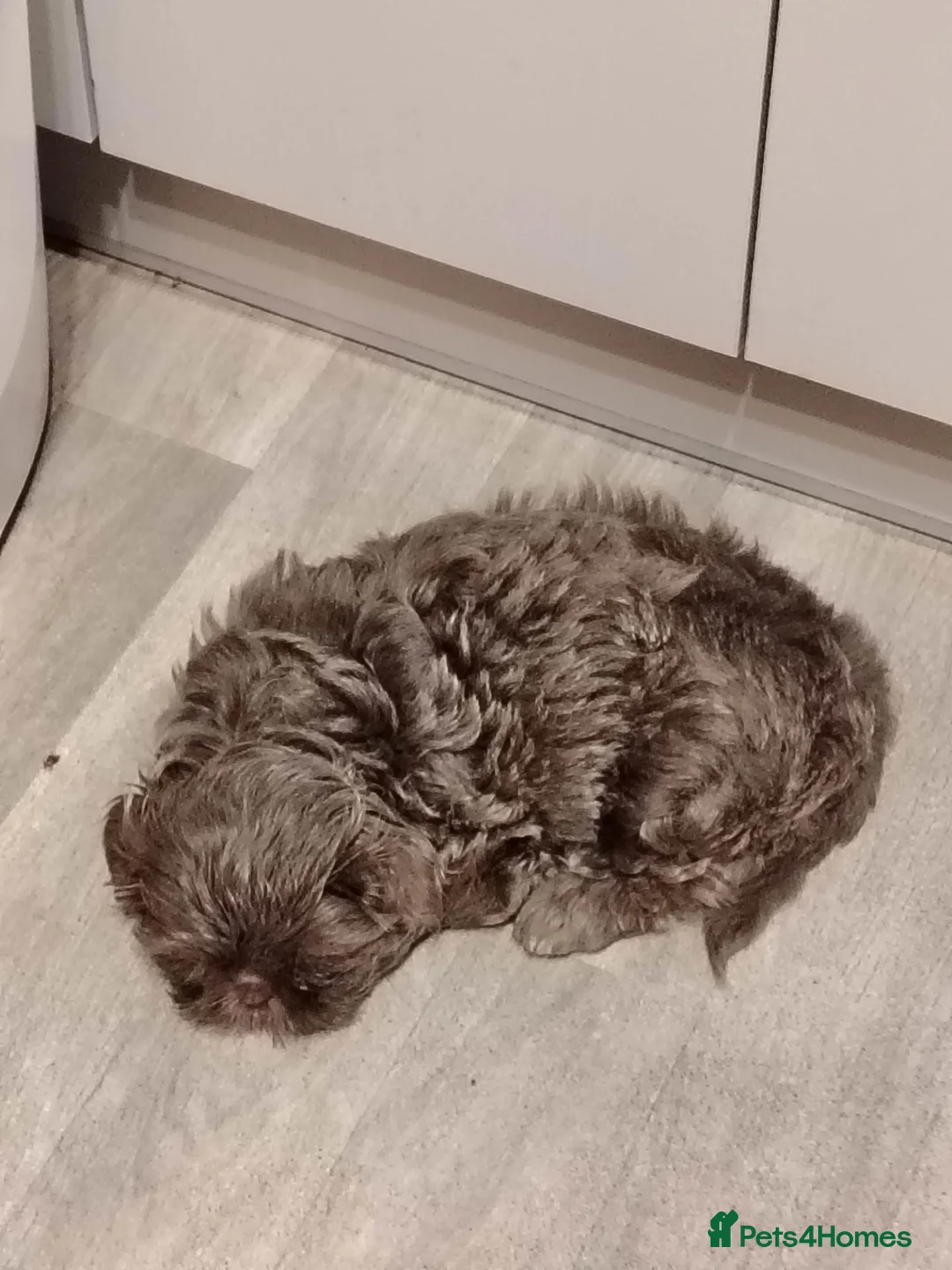 Shih Tzu dogs for sale: Beautiful Lavender Shih Tzu-2 YEARS OLD - Advert 5