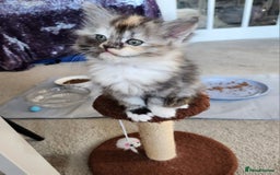 Ragdoll cats for sale: Beautiful Ragdoll Kittens  - Image 20